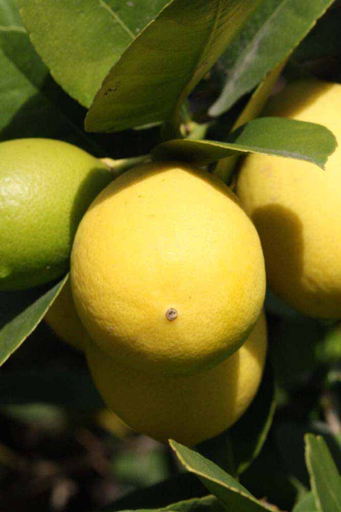            Fruit (Abhayapuri, Riverside, CA)   